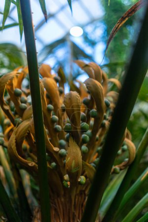 Photo for Cycas rumphii green plant at botanical garden. High quality photo - Royalty Free Image