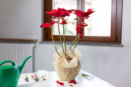 Téléchargez les photos : Poinsettia rouge dans un pot avec des feuilles tombantes sur la table et des outils pour la floriculture. Concept de soins des fleurs.Floriculture et bien-être des plantes. - en image libre de droit