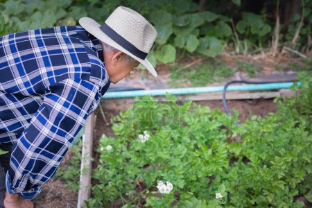 Photo for Aged man in a checkered shirt and hat attentively examines his garden bed with potato.Sustainable living, and retirement leisure. Psychological well-being and the therapeutic benefits of gardening. - Royalty Free Image