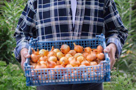 Photo for Closeup hands of farmer man in plaid shirt holding a crate full of freshly harvested golden onions. Agriculture concept. Autumn harvest. Veganuary. World vegetarian day. - Royalty Free Image