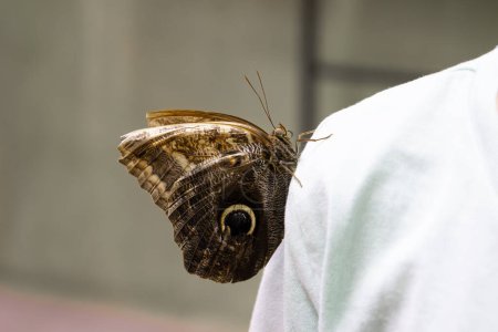 Nahaufnahme und selektiver Fokus brauner Schmetterling mit Augenmuster auf dem Flügel Caligo eurilochus, der auf der Schulter eines Kindes ruht. Weltnaturerbetag. Nationaler Tag der Schmetterlinge.