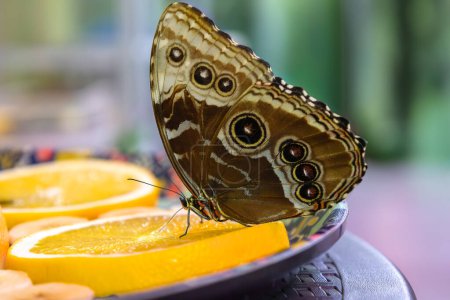 Nahaufnahmen und Wahlfokus des Schmetterlings Caligo eurilochus, der sich von Nektarorangen ernährt. Weltnaturerbetag. Nationaler Tag der Schmetterlinge.