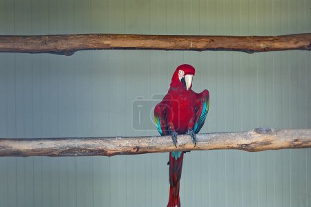 Selective focus bright and colorful parrot Macaw Ara sits on branch. International Bird Day. World Wildlife Day.