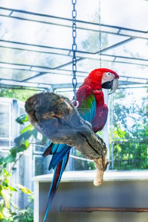 Selektiver Fokus eines hellen und farbenfrohen Ara-Papageien, der auf einem hängenden Baumstamm sitzt. Internationaler Vogeltag. Weltnaturerbetag.