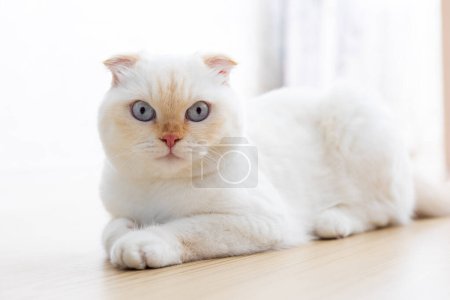 Close up white Scottish Fold with blue eyes lying on wooden floor. National cat day. National pet day. Scottish Fold cat day.