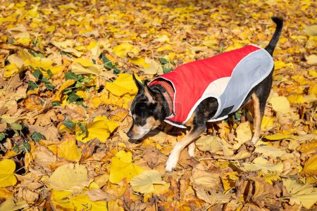Selective focus dog dressed in a red and grey jacket sniffing tgolden autumn leaves in the park. National pet day. Pet fashion