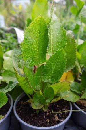 Primer plano de las hojas de rábano picante creciendo en una maceta por venta. Armoracia rusticana, Cochlearia armoracia. 