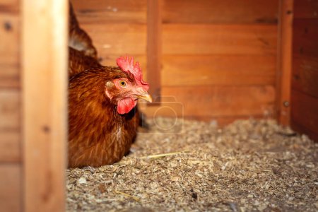 Close up chicken Gallus domesticus rest comfortably inside a wooden coop. 
