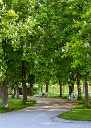 Téléchargez les photos : Beau panorama sur le parc vert de la ville, bancs blancs, arbres à fleurs, châtaignes, jardin ensoleillé day.town - en image libre de droit