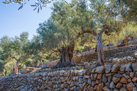 Olivenhain. Olivenbäume in einer Kaskade gepflanzt. Mallorca, Spanien 