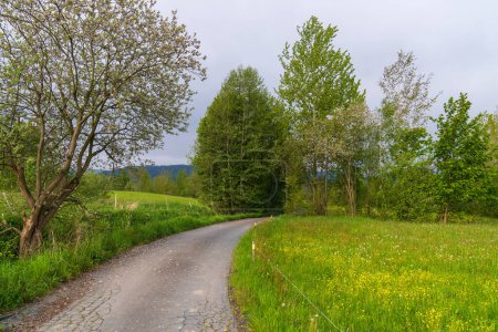 Beautiful nature. rural road among a field with green, lush grass, fluffy dandelions, flowers. There is a mountain landscape on the horizon. Green grass, trees and flowers.