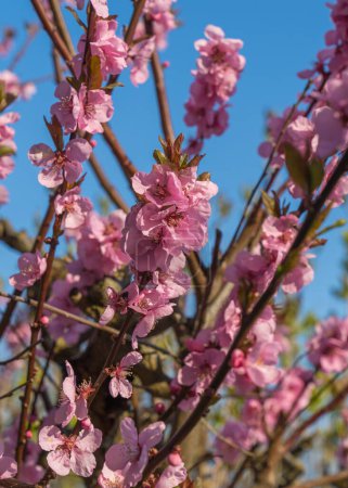 Beautiful pink cherry branches on a tree under the blue sky, Sakura flowers in the spring season in the park, floral pattern texture, natural background.