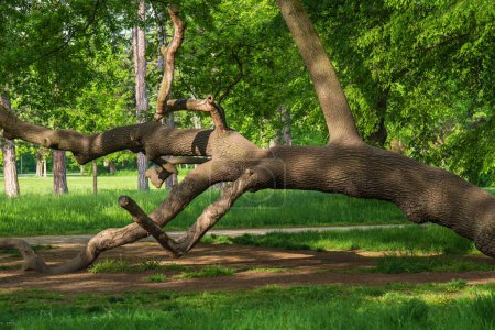 großer, alter, verdrehter, schiefer Baum im Stadtpark, sonniger Tag draußen