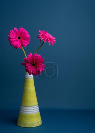 Three dark pink flowers, daisies in a light vase on a blue background.With copy space.