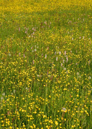 Gelb, Blumenfeld, Wiese, Weide mit Wildblumen und Kräutern. Hintergrund. Natur