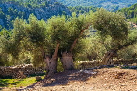 Malerische Landschaft mit Olivenhainen. Alte krumme Olivenbäume.
