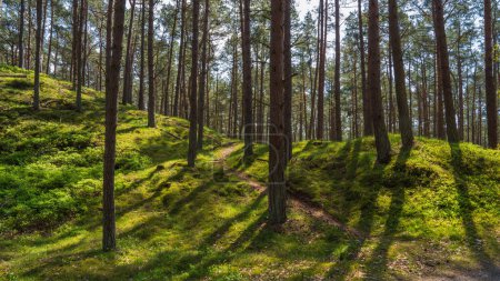 Fabelhafte Landschaft eines grünen Waldes mit Nadelbäumen. Sonnenstrahlen durchqueren Kiefern. Grünes Gras glitzert in der Sonne. 