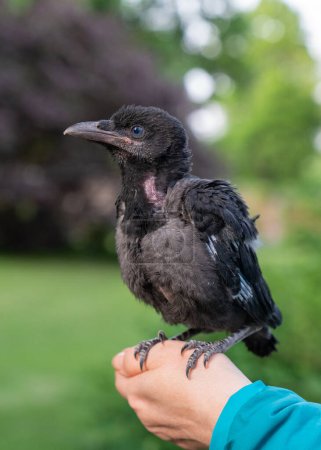 A small sick baby crow sits on a woman's hand. The bird's feathers were plucked. Help wild animals