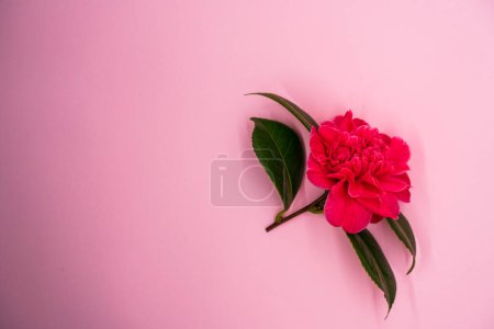 Photo for Pink Camillia flower with leaves isolated on a pink background with copy space - Royalty Free Image