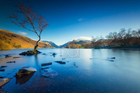 Arbre solitaire sur Llyn Padarn, Snowdonia, Pays de Galles, Royaume-Uni. Longue exposition effet d'eau lisse du lac