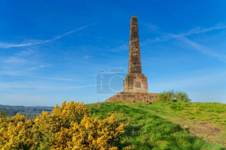Sutherland Monument in Lilleshall, Shropshire, UK memorial obelisk with wild yellow Gorse in the foreground