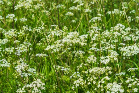 Photo for Cow Parsley, Anthriscus sylvestris growing on the side of a field - Royalty Free Image