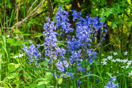 Bluebell común (Hyacinthoides non-scripta) que crece en bosques