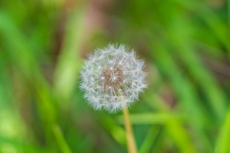 Photo for Dandelion (Taraxacum officinale) Clock seeding flower in a field of grasses - Royalty Free Image