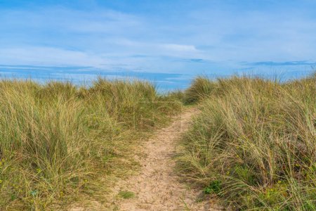 Photo for Pathway through Marram grass on the beach - Royalty Free Image