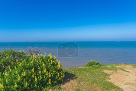 Photo for Cliff top with Coastal Yellow Bush Lupine (Lupinus Arboreus) on a Spring day - Royalty Free Image