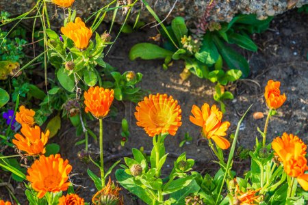 Photo for Orange Calendulas Flower (Calendular Stellata Cav) in Spring - Royalty Free Image