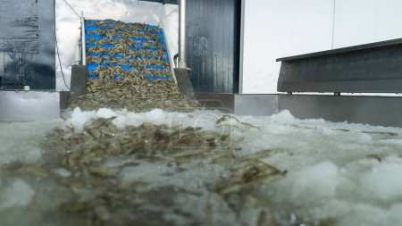 Photo for Conveyor transporting white shrimp in a tank of frozen water at a seafood production plant - Royalty Free Image