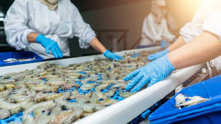 Téléchargez les photos : Travailleurs latins méconnaissables surveillant la qualité des crevettes blanches vannamei dans un convoyeur d'une usine de transformation de fruits de mer - en image libre de droit