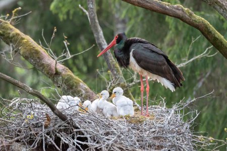 Cigüeña negra con bebés en el nido. Escena de vida salvaje de la naturaleza. Cigüeña negra pájaro con pico rojo, Ciconia nigra, sentada en el nido en el bosque. Comportamiento de anidación de primavera animal en el bosque.