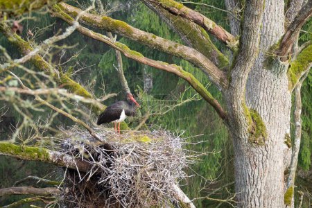 Foto de Cigüeña negra solitaria Ciconia nigra en primavera, en un viejo bosque profundo. Sentado en un nido y clasificando plumas. Las cigüeñas negras son aves traseras en Europa. - Imagen libre de derechos