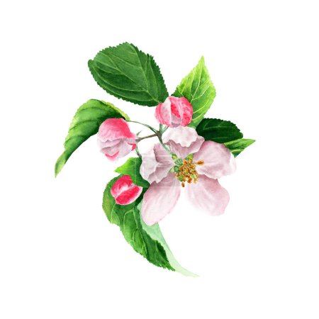 Apple tree blooming branch. Watercolor illustration. Hand drawing. Isolated on white background. Floral element for greeting cards, invitations, clip art.