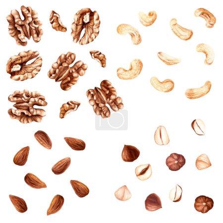 Téléchargez les photos : Set of walnut, almond, hazelnut and cashew nuts. Hand drawn watercolor illustration isolated on white background. For clip art, posters, decor, food illustrations, label, package decor - en image libre de droit