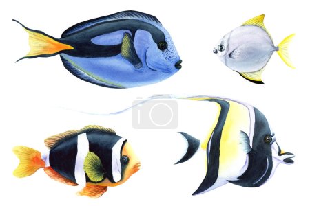 A set of tropical exotic fish. Hand drawn watercolor illustration isolated on white background. For clip art, packages, cards.