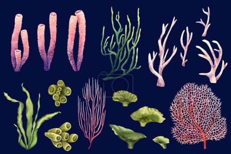 A set of seaweeds and corals. Hand drawn watercolor illustration. For clip art, cards, decor, package