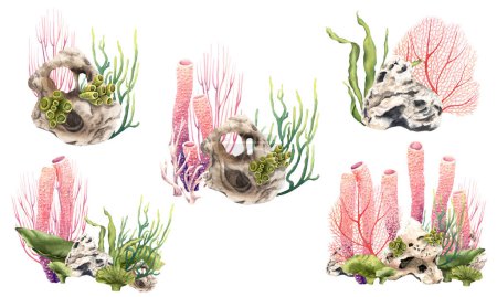 Foto de Conjunto de composiciones submarinas de arrecifes de coral con plantas, corales, piedras y conchas. Ilustraciones de acuarela dibujadas a mano aisladas sobre fondo blanco. Para imágenes prediseñadas, etiquetas, paquetes - Imagen libre de derechos