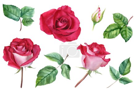 Eine Reihe von Blume Rose blüht, Knospen und Blätter. Handgezeichnete botanische Aquarell-Illustration isoliert auf weißem Hintergrund. für Clip Art, Karten, Einladung