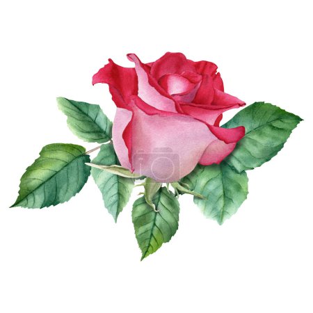 Una composición con flor de rosa roja y hojas. Acuarela dibujada a mano Ilustración aislada sobre fondo blanco para tarjetas, invitación, clip art