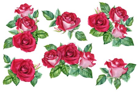 Un gran conjunto de composiciones con rosas rojas florece, brotes y hojas. Acuarela dibujada a mano Ilustración aislada sobre fondo blanco para tarjetas, invitación, clip art, paquete, etiqueta