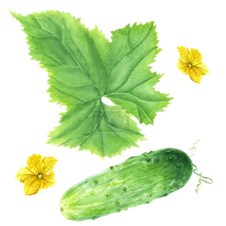 Téléchargez les photos : Concombre de légumes verts avec des feuilles et des fleurs. Illustration aquarelle botanique dessinée à la main isolée sur fond blanc. Pour clip art, cartes, menu - en image libre de droit