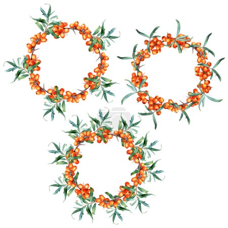 Wreath frame collection with medicinal plant sea buckthorn branches. Hand drawn watercolor botanical illustration isolated on white background. For clip art, cards, invitation, label, package.