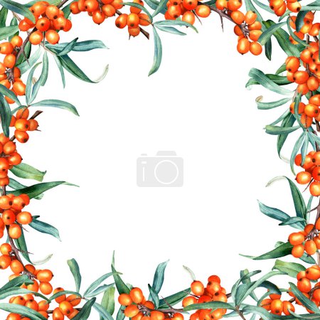 Photo for Watercolor frame with sea buckthorn branches. Hand drawn botanical illustration isolated on white background. For clip art, cards, invitation, label, package. - Royalty Free Image