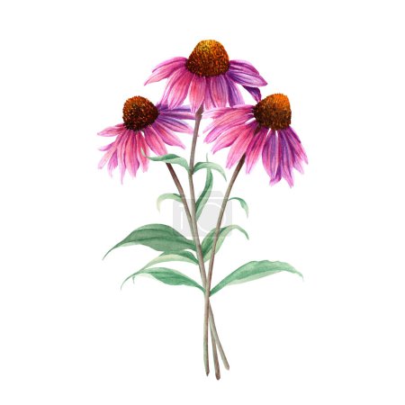 Composition of herb flower Coneflower, Echinacea. Hand drawn botanical watercolor illustration isolated on white background. For greeting card, invitation, clip art, sticker
