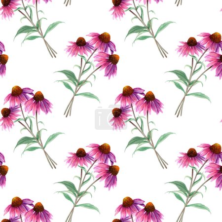 Watercolor seamless pattern with herb flower Coneflower, Echinacea. Hand drawn illustration isolated on white background. For textile, fabric, wrapping, wallpaper