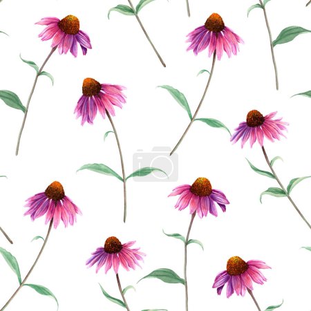 Patrón sin costura de acuarela con flor de hierba Coneflower, Echinacea. Ilustración botánica dibujada a mano aislada sobre fondo blanco. Para textiles, telas, envolturas, papel pintado
