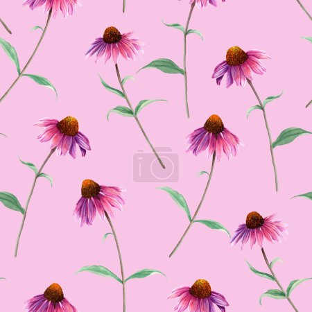 Watercolor seamless pattern with herb flower Coneflower, Echinacea. Hand drawn botanical illustration. For textile, fabric, wrapping, wallpaper